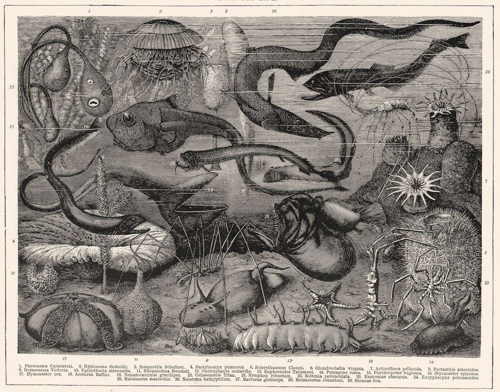 DEEPSEA FISH.Pheronema carpenteri Hyalonema sieboldii Semperella schultzei 1907